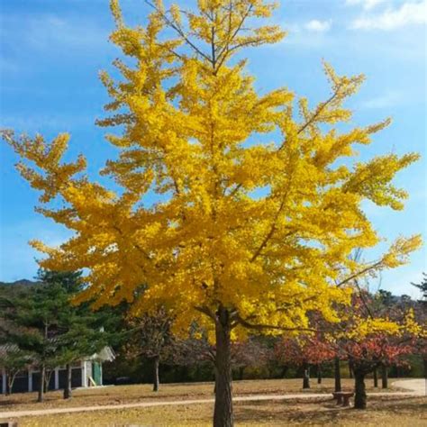 GINKGO .